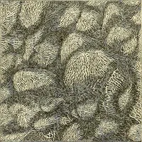 An illustration from The microscope and its revelations (1856)