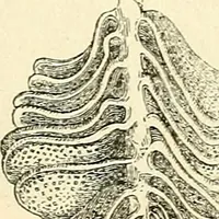 An illustration from The microscope and its revelations (1856)