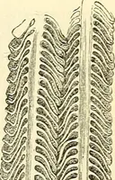 An illustration from The microscope and its revelations (1856)