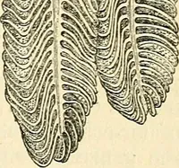 An illustration from The microscope and its revelations (1856)