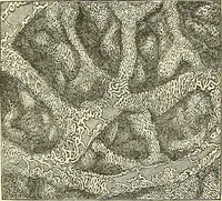An illustration from The microscope and its revelations (1856)