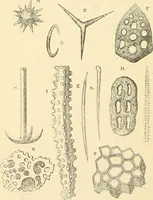 An illustration from The microscope and its revelations (1856)