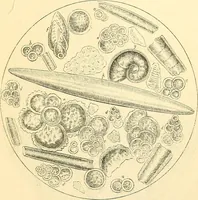 An illustration from The microscope and its revelations (1856)