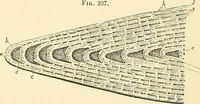 An illustration from The microscope and its revelations (1856)