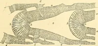 An illustration from The microscope and its revelations (1856)