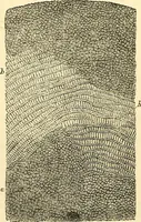 An illustration from The microscope and its revelations (1856)