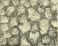 An illustration from The microscope and its revelations (1856)
