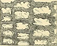 An illustration from The microscope and its revelations (1856)