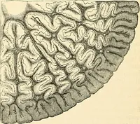 An illustration from The microscope and its revelations (1856)