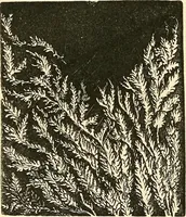 An illustration from The microscope and its revelations (1856)