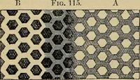 An illustration from The microscope and its revelations (1881)