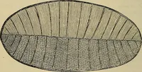 An illustration from The microscope and its revelations (1881)