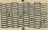 An illustration from The microscope and its revelations (1881)