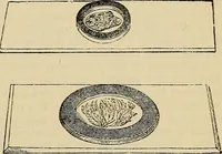 An illustration from The microscope and its revelations (1881)