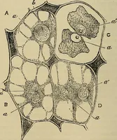 An illustration from The microscope and its revelations (1881)