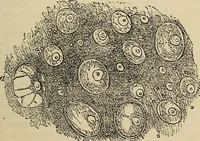 An illustration from The microscope and its revelations (1881)