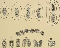 An illustration from The microscope and its revelations (1881)