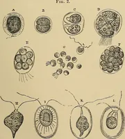 An illustration from The microscope and its revelations (1881)