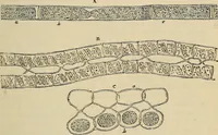 An illustration from The microscope and its revelations (1881)