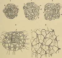 An illustration from The microscope and its revelations (1881)