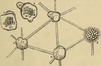 An illustration from The microscope and its revelations (1881)