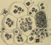 An illustration from The microscope and its revelations (1881)