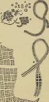 An illustration from The microscope and its revelations (1881)