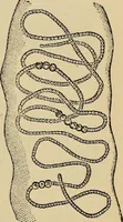 An illustration from The microscope and its revelations (1881)