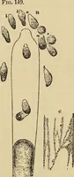 An illustration from The microscope and its revelations (1881)