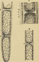 An illustration from The microscope and its revelations (1881)