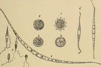 An illustration from The microscope and its revelations (1881)