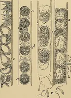 An illustration from The microscope and its revelations (1881)