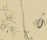 Picture 152 of 554 from The microscope and its revelations (1881), leaf 367