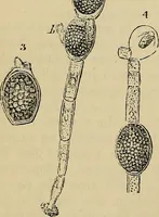 An illustration from The microscope and its revelations (1881)