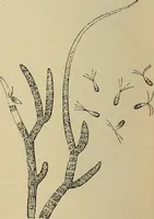 An illustration from The microscope and its revelations (1881)