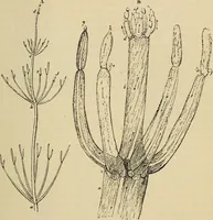 An illustration from The microscope and its revelations (1881)