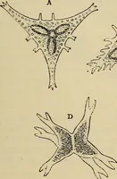 An illustration from The microscope and its revelations (1881)