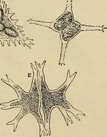 An illustration from The microscope and its revelations (1881)