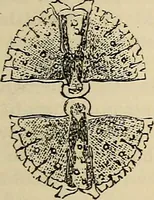 An illustration from The microscope and its revelations (1881)