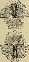An illustration from The microscope and its revelations (1881)