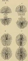 An illustration from The microscope and its revelations (1881)
