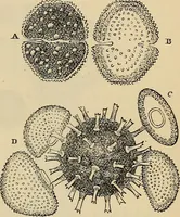 An illustration from The microscope and its revelations (1881)