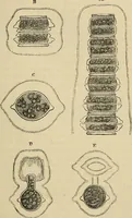 An illustration from The microscope and its revelations (1881)