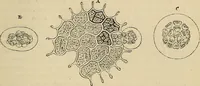 An illustration from The microscope and its revelations (1881)