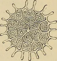 An illustration from The microscope and its revelations (1881)