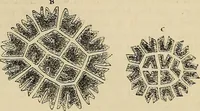 An illustration from The microscope and its revelations (1881)