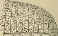Picture 170 of 554 from The microscope and its revelations (1881), leaf 391