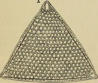 An illustration from The microscope and its revelations (1881)