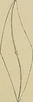 An illustration from The microscope and its revelations (1881)