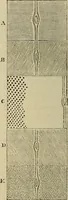 An illustration from The microscope and its revelations (1881)